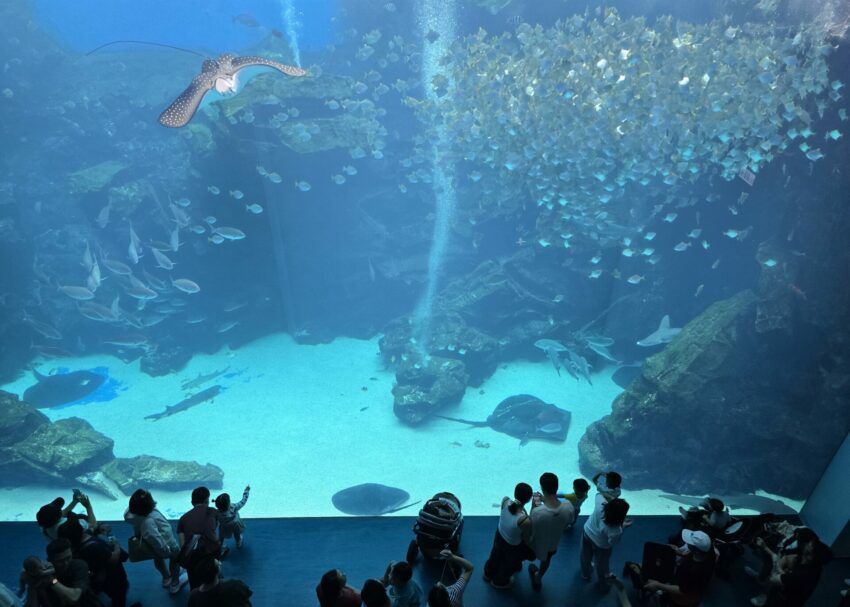 【Xpark水族館】全新活動搶先看！桃園水族館必逛展區/如何購票/美食餐廳/夜宿懶人包