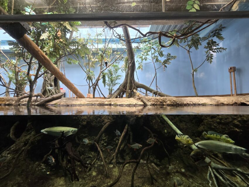 【Xpark水族館】全新活動搶先看！桃園水族館必逛展區/如何購票/美食餐廳/夜宿懶人包