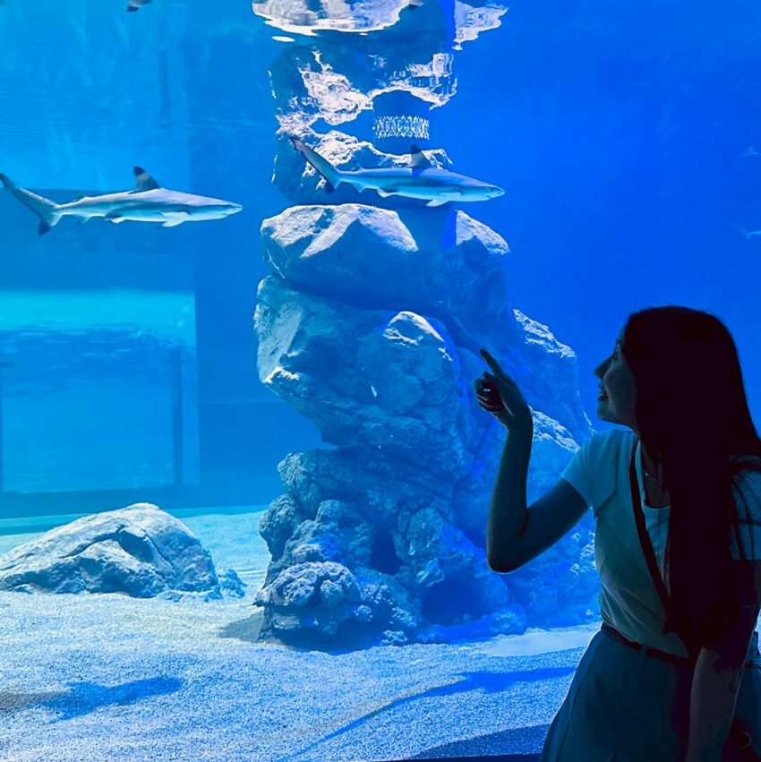 【台中海洋館】搶先開箱！8折門票優惠、各樓層展區介紹、交通資訊搶先看！