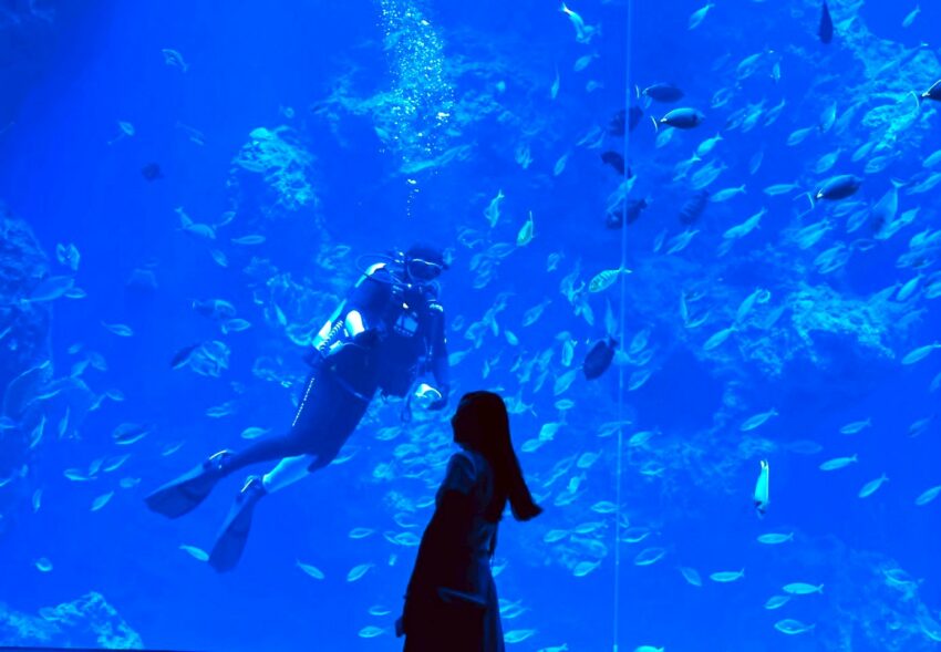 【台中海洋館】搶先開箱！8折門票優惠、各樓層展區介紹、交通資訊搶先看！