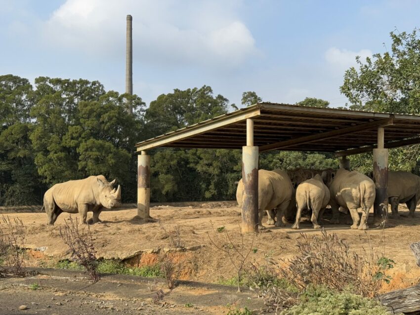 【六福村主題遊樂園】六福村遊樂設施/門票優惠/星光票/水樂園/動物園/萬聖節懶人包