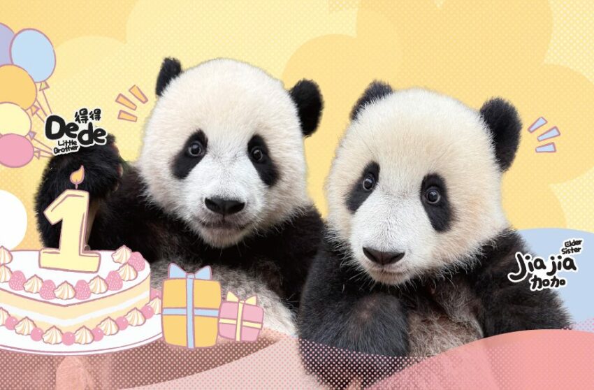 【香港海洋公園】門票優惠、遊樂園必玩設施、交通攻略,超好玩的香港親子景點! 【香港海洋公園】門票優惠、遊樂園必玩設施、交通攻略,超好玩的香港親子景點!