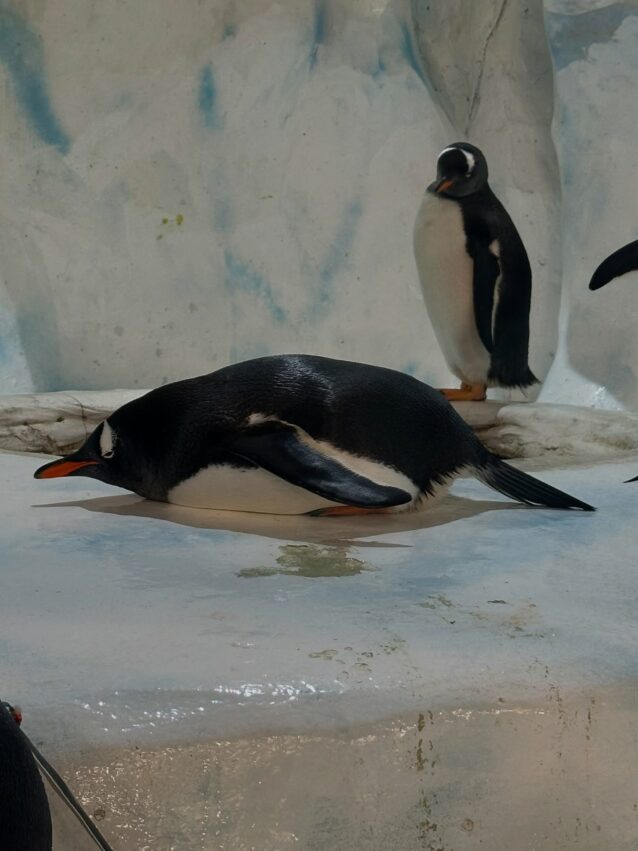 【香港海洋公園】門票優惠、遊樂園必玩設施、交通攻略,超好玩的香港親子景點! 【香港海洋公園】門票優惠、遊樂園必玩設施、交通攻略,超好玩的香港親子景點!