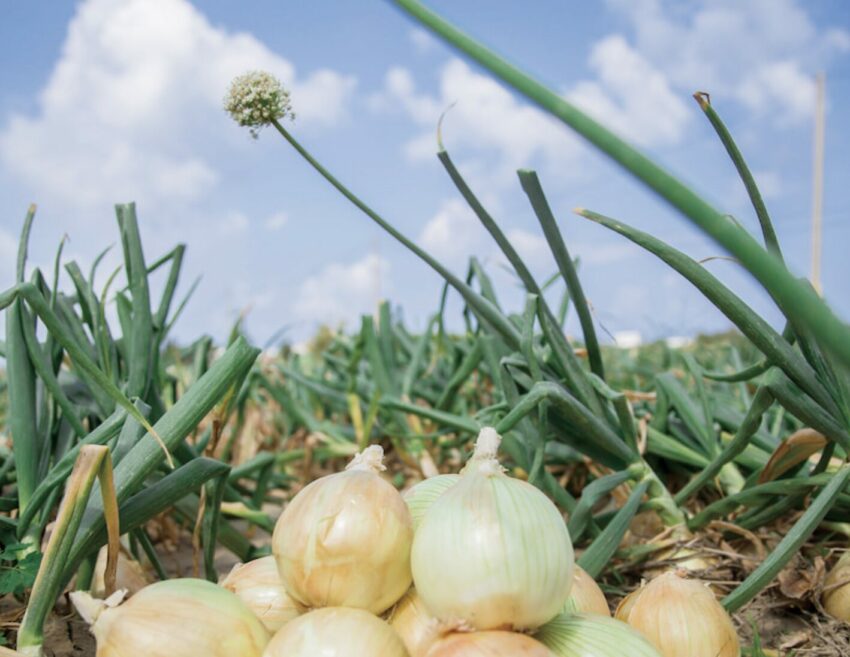 四重溪溫泉季登場！精選4大必打卡燈區，四重溪溫泉飯店/湯屋推薦/玩樂攻略/交通接駁總整理