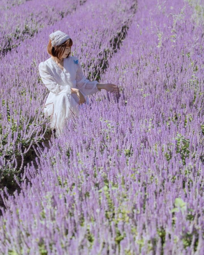 【新竹關西一日遊】超人氣關西景點攻略《馬武督/仙草花海/遊樂園/客家老街》