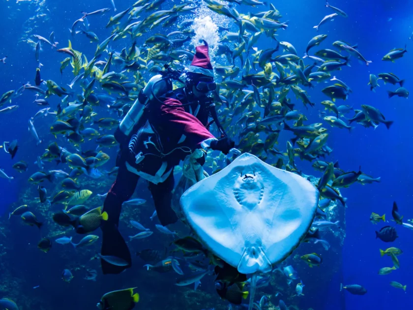 台中海洋館 【台中海洋館】最新活動分享,2025門票優惠、各樓層展區介紹、交通資訊懶人包! 台中海洋館 2025 台中海洋館 【台中海洋館】最新活動分享,2025門票優惠、各樓層展區介紹、交通資訊懶人包! 1 2025