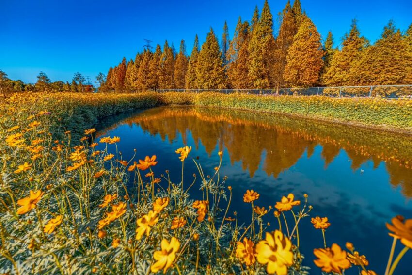全台落羽松景點｜網羅台灣落羽松秘境/落羽松大道、秋冬賞季期懶人包，快來一場唯美浪漫之旅吧！