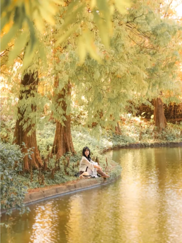 全台落羽松景點|網羅台灣落羽松秘境/落羽松大道、秋冬賞季期懶人包,快來一場唯美浪漫之旅吧! 全台落羽松景點|網羅台灣落羽松秘境/落羽松大道、秋冬賞季期懶人包,快來一場唯美浪漫之旅吧!