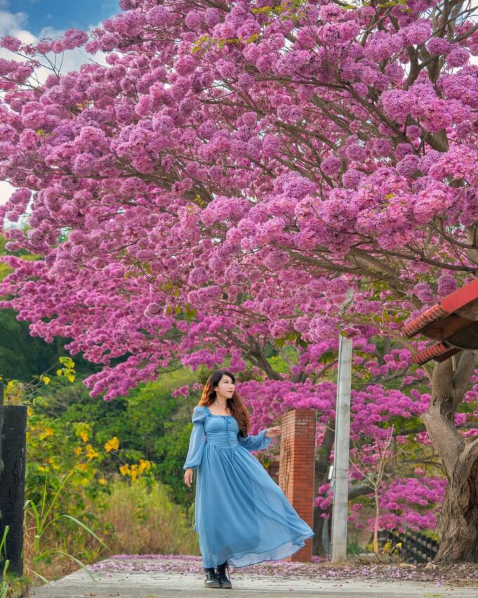 南投賞花 南投賞花攻略｜愛花人必收！南投一年四季必拍賞花秘境景點推薦 3 2026