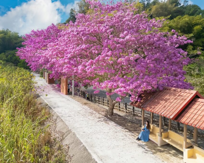 南投賞花 南投賞花攻略｜愛花人必收！南投一年四季必拍賞花秘境景點推薦 2 2026