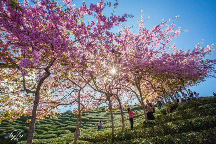 南投賞花攻略｜愛花人必收！南投一年四季必拍賞花秘境景點推薦