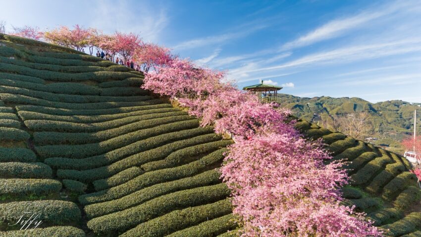 南投賞花攻略｜愛花人必收！南投一年四季必拍賞花秘境景點推薦