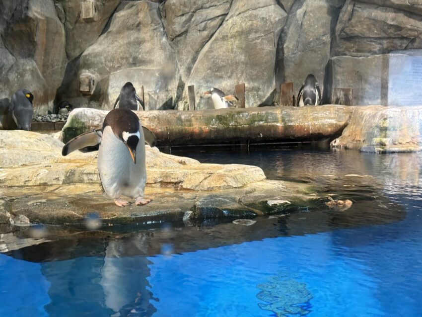 【香港海洋公園攻略】遊樂園必玩設施、交通方式、門票優惠，超好玩的香港親子好去處！